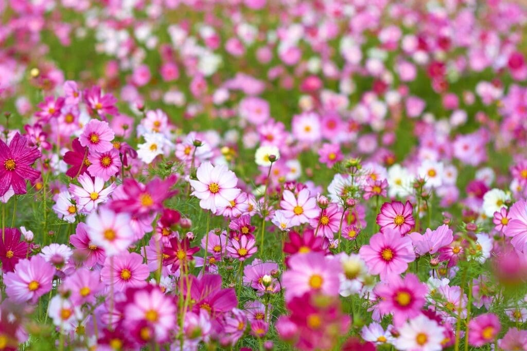 Autumn Flowers in South Korea: 15 Fantastic Fall Festivals (with Naver Map Links!) 18 pink and light pink cosmos flowers in korea