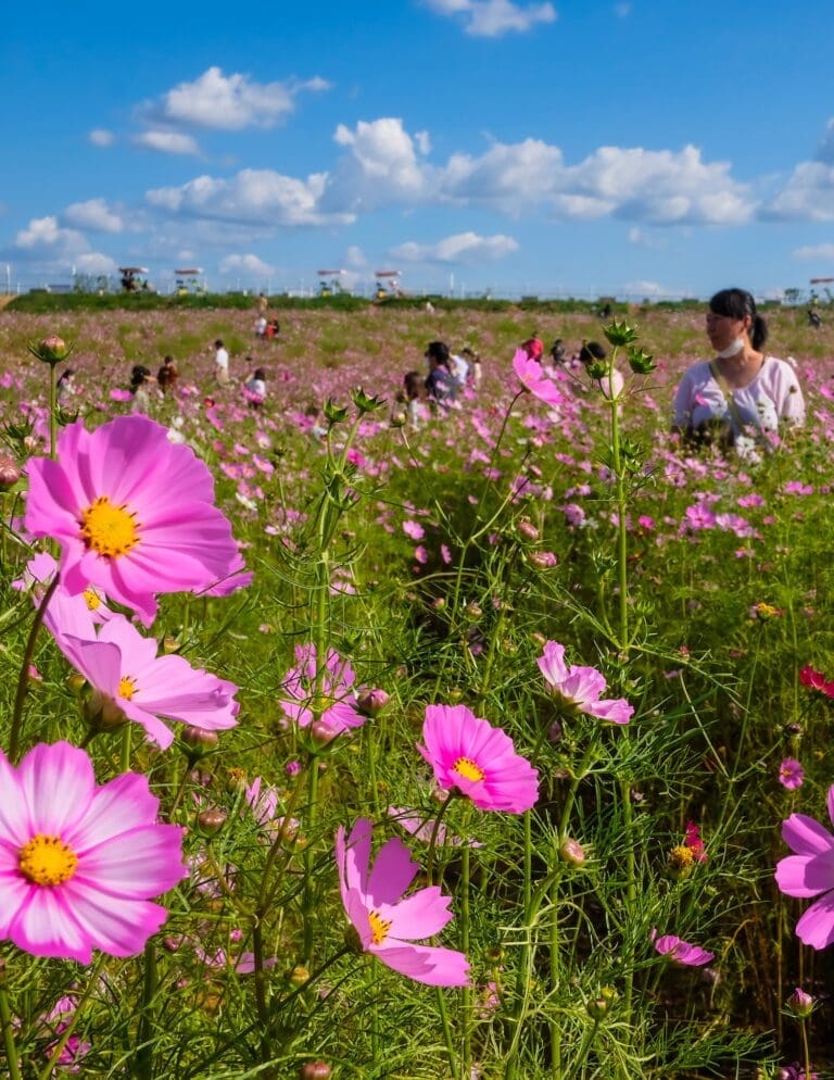 A vast field of pink cosmos flowers blooming under a blue sky, capturing the peak season for autumn flowers in Seoul and South Korea.
