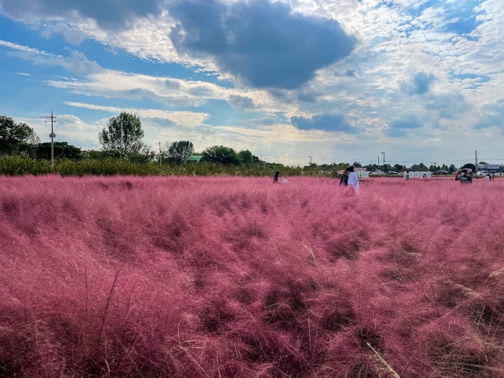 pink muhly field under bright, blue skies during october in korea
