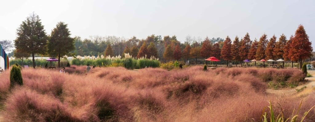 a field of pink muhly in front of pampas grass during october in korea