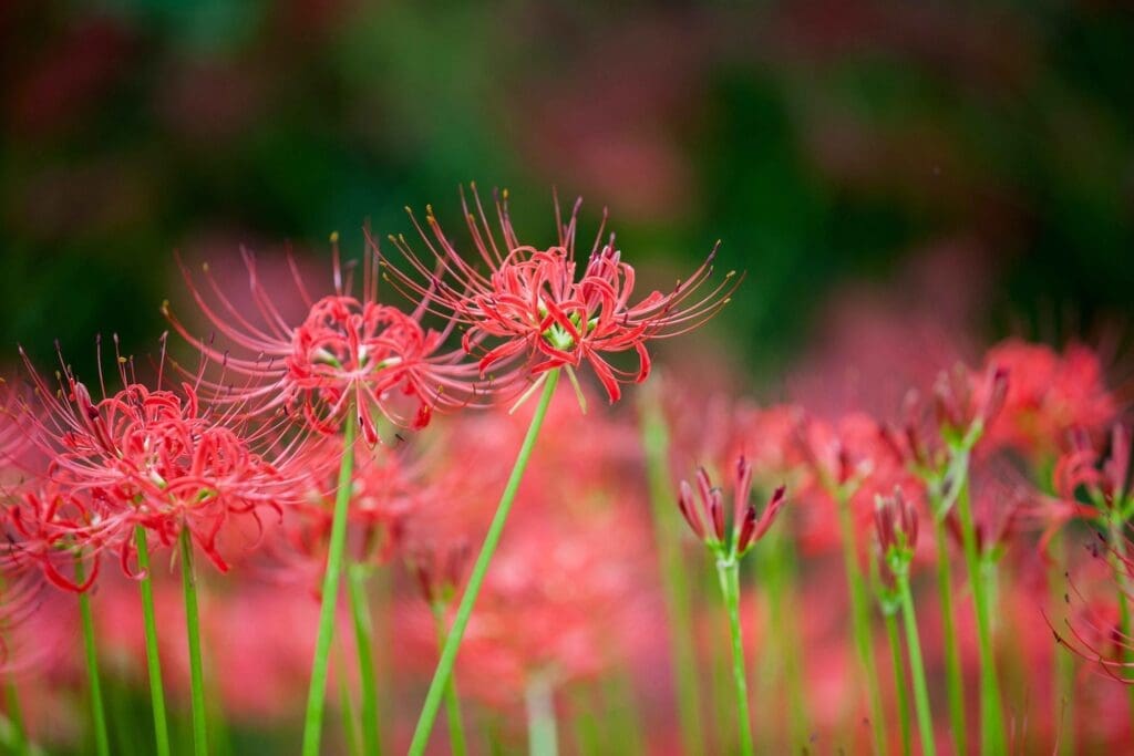 Autumn Flowers in South Korea: 15 Fantastic Fall Festivals (with Naver Map Links!) 4 Red spider lilies in full bloom - autumn flowers in korea